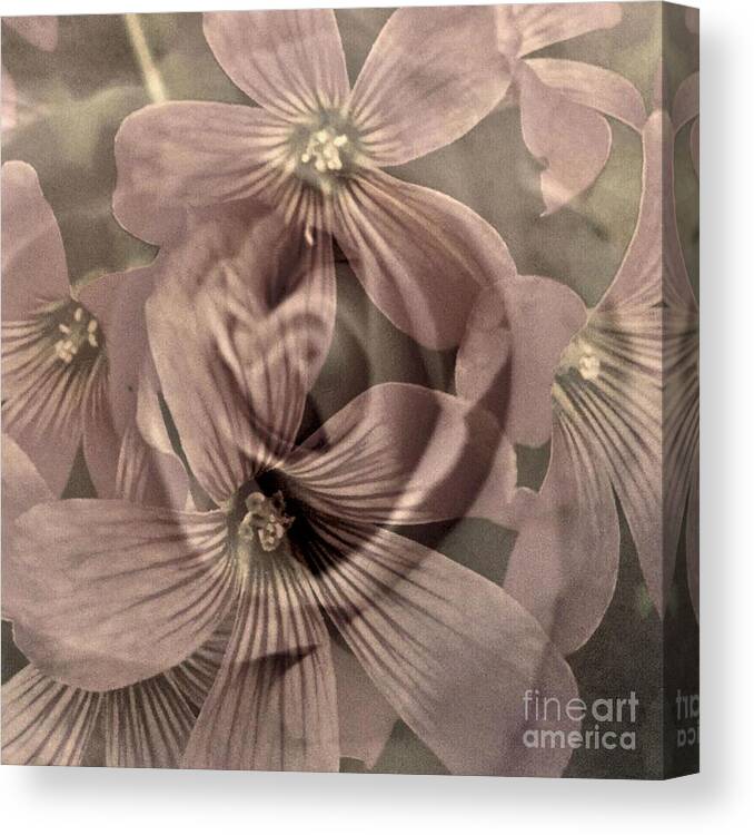 Sepia Canvas Print featuring the digital art Vintage Rose and Clover by Glenn Hernandez