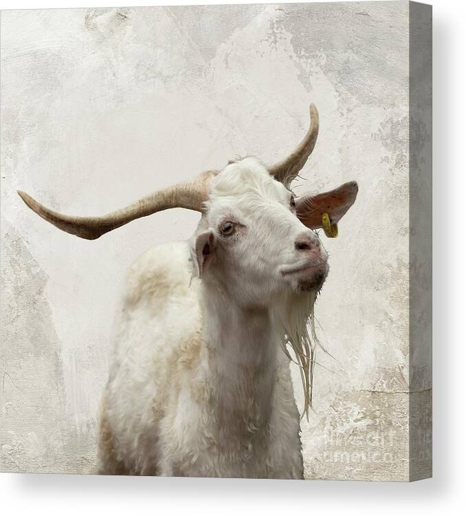 Waipu Goat Canvas Print featuring the photograph Waipu Goat by Eva Lechner