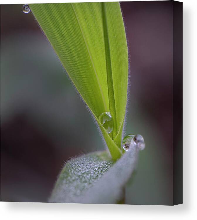 Water Canvas Print featuring the photograph Water Drop On Grass by Phil And Karen Rispin