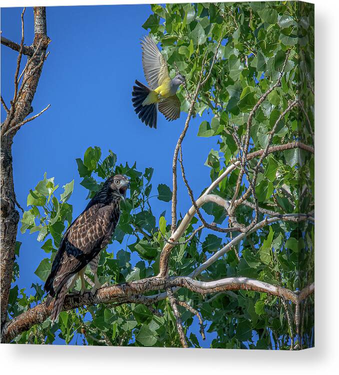 Red Tailed Hawk Canvas Print featuring the photograph Western Kingbird vs Red Tailed Hawk 2 by Rick Mosher