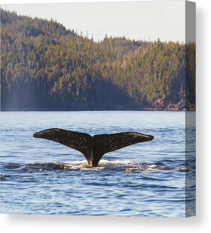 Whale Tale Canvas Print featuring the photograph Whale Tale 3 by Michael Rauwolf