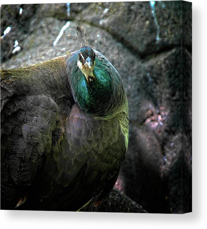 Peacock Canvas Print featuring the photograph What Are You Lookin' At? by George Taylor