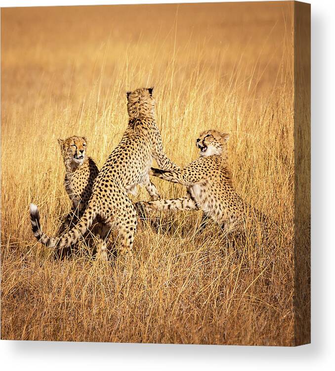 Cheetah Canvas Print featuring the photograph When Savannah Is Your Playground - Square by Elvira Peretsman