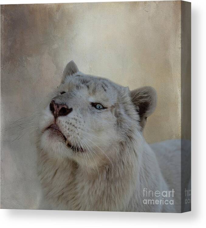 White Bengal Tiger Canvas Print featuring the photograph White Bengal Tiger-3 by Eva Lechner