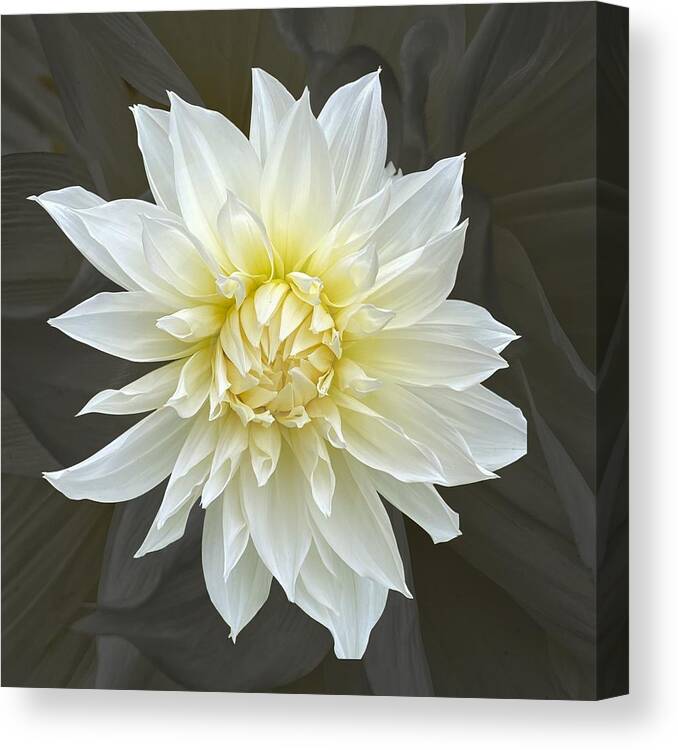 Dahlia Canvas Print featuring the photograph White Cactus Dahlia by Jerry Abbott