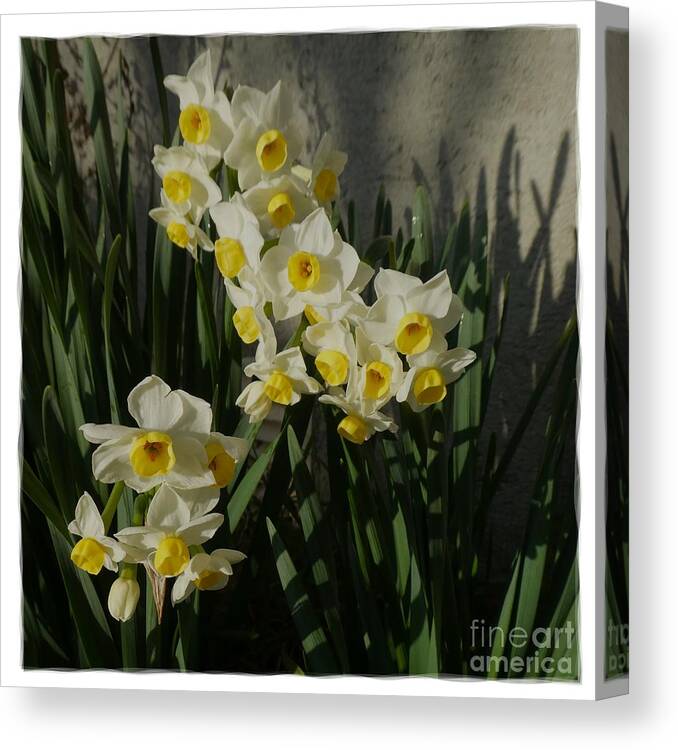 Digital Art Canvas Print featuring the photograph White Flowers 7 by Jean Bernard Roussilhe