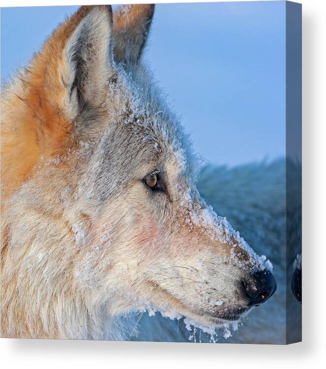 Wolf Canvas Print featuring the photograph White Wolf Profile- 540F by Mark Miller