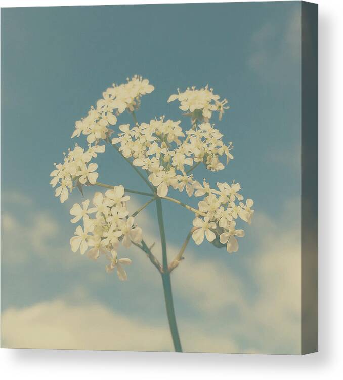 Flowers Canvas Print featuring the photograph Wild and Free by Cassia Beck