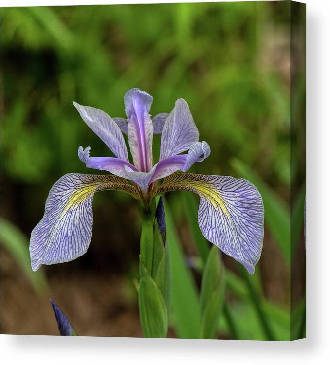 Flower Canvas Print featuring the photograph Wild Iris by Paul Freidlund