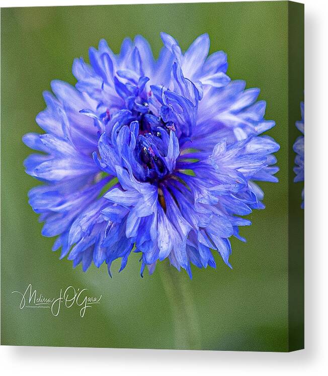 Wildflower Canvas Print featuring the photograph Wildflower Beauty by Melissa OGara