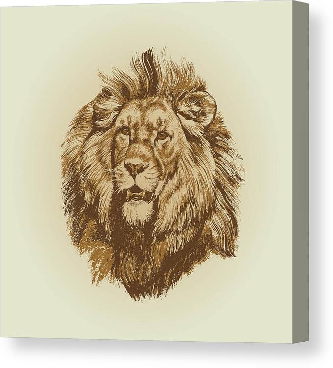 Drawing Canvas Print featuring the drawing Wildlife Lion King Portrait Hand drawn vintage illustration by Julien
