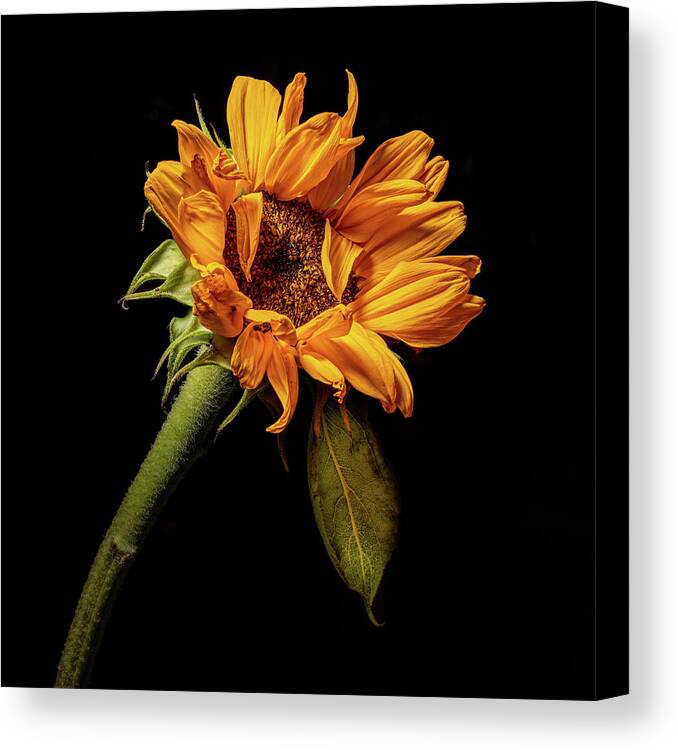Black Background Canvas Print featuring the photograph Wilting Sunflower #4 by Kevin Suttlehan