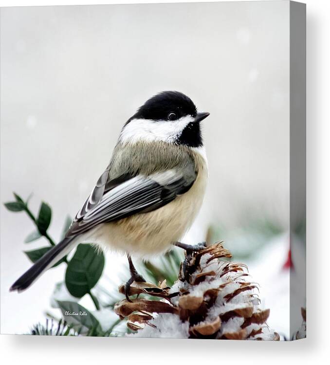 Winter Canvas Print featuring the photograph Winter Chickadee Square by Christina Rollo