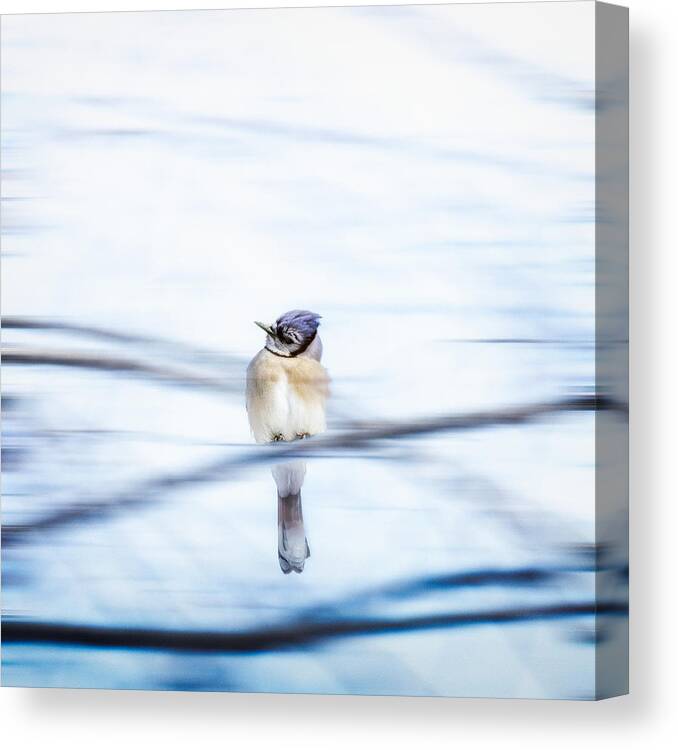 Bird Canvas Print featuring the photograph Winter Wind by Tom Gehrke
