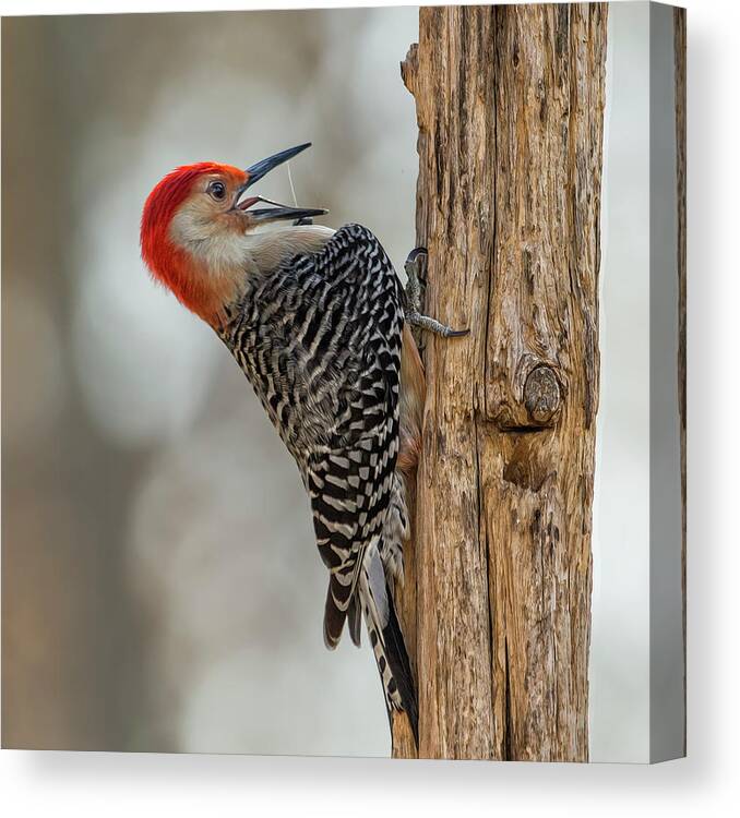 Bokeh Canvas Print featuring the photograph Woody Tongue by Bill and Linda Tiepelman