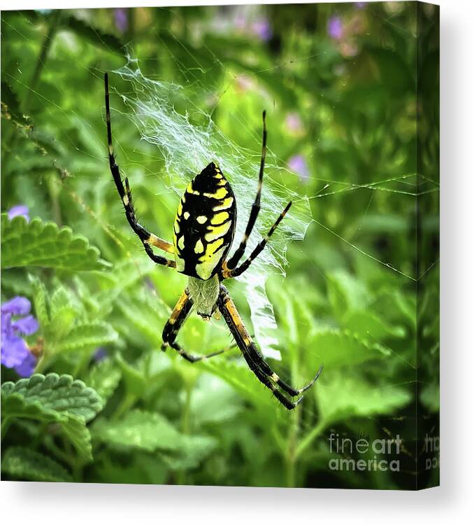 Spider Canvas Print featuring the photograph Writing Spider Writing by Lois Bryan