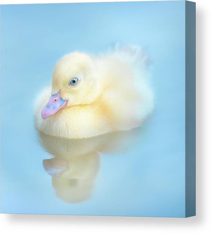 Yellow Duckling Canvas Print featuring the photograph Yellow Duckling Reflections by Jordan Hill