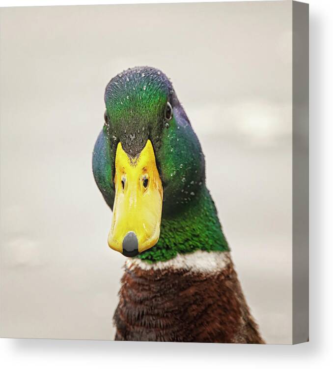 Allard Canvas Print featuring the photograph You Looking at Me by Bob Decker