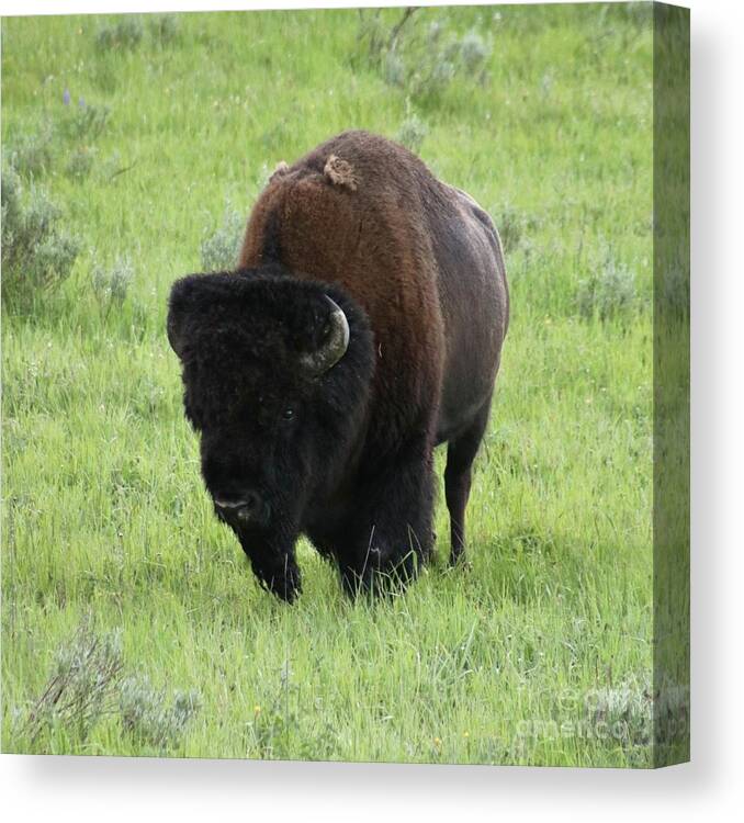 Bison Canvas Print featuring the photograph You talkin to me? by Yvonne M Smith