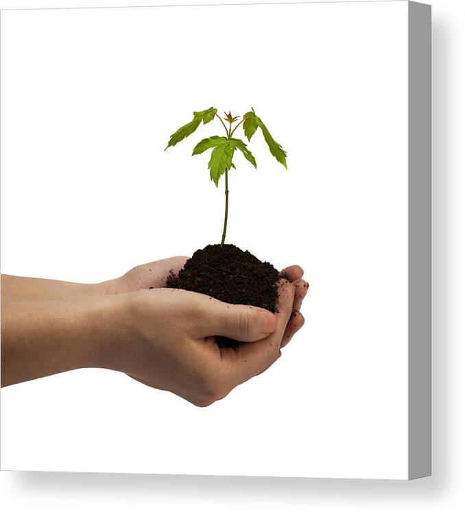 Young Adult Canvas Print featuring the photograph Young Tree in Hands by Syolacan