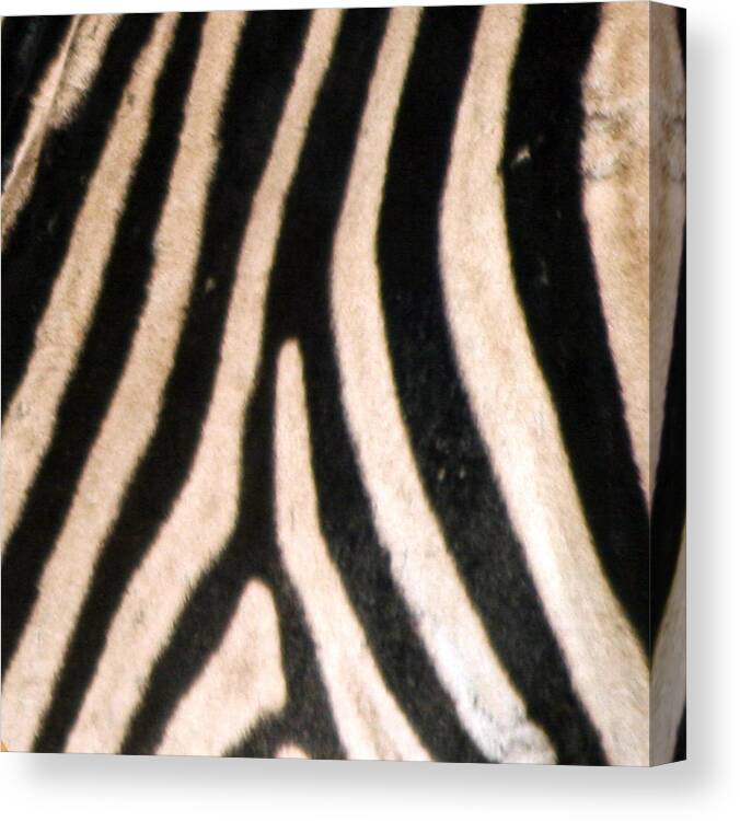 Zebra Canvas Print featuring the photograph Zebra Print by Karen Zuk Rosenblatt