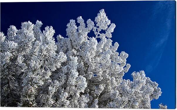 Frost Canvas Print featuring the photograph Frost Bitten by Phil Koch