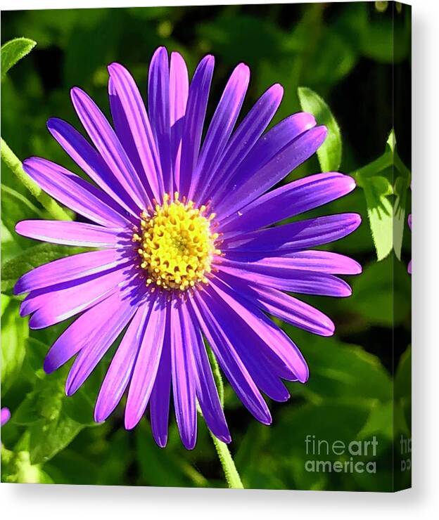 Purple Canvas Print featuring the photograph Purple Daisy by Suzanne Lorenz