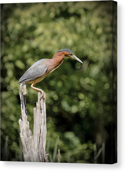 Nature Canvas Print featuring the photograph Green Heron on Stump by Bradley Clay