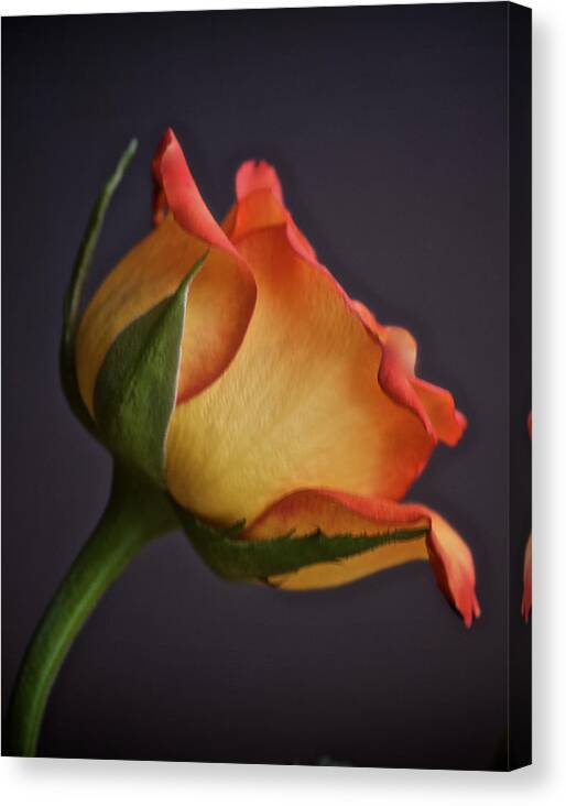 Rose Canvas Print featuring the photograph Happy Rose Day by Richard Cummings