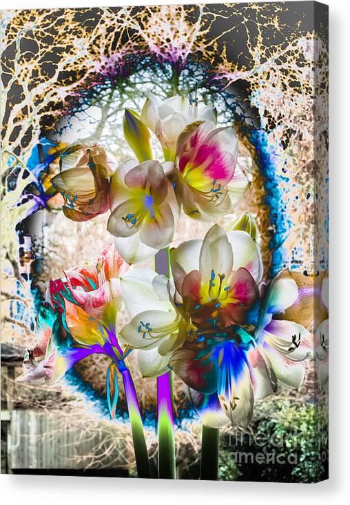 Amaryllis Canvas Print featuring the photograph Magic flowering by Casper Cammeraat