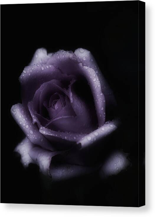 Purple Rose Canvas Print featuring the photograph Romantic Purple Rose by Richard Cummings