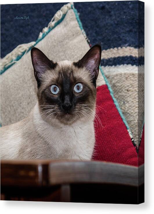 Cat Canvas Print featuring the photograph Sammi Sunshine by Karen Slagle