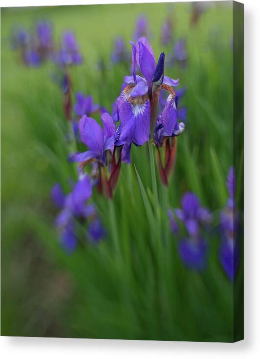 Iris Canvas Print featuring the photograph See clearly now by Pamela Taylor