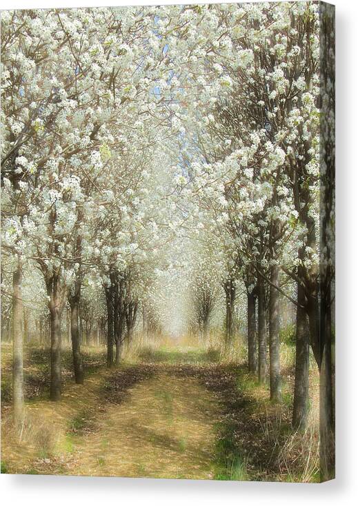 Bradford Pears Canvas Print featuring the photograph Walking Through a Dream I by Dan Carmichael