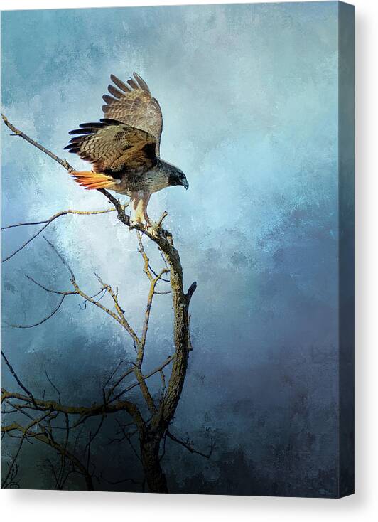 Hawk Canvas Print featuring the digital art Rapt Attention by Nicole Wilde