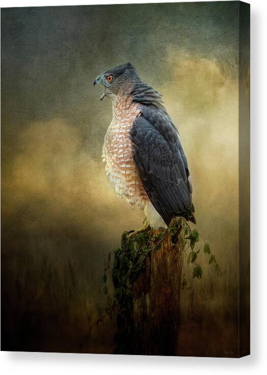 Hawk Canvas Print featuring the digital art The Lecture by Nicole Wilde