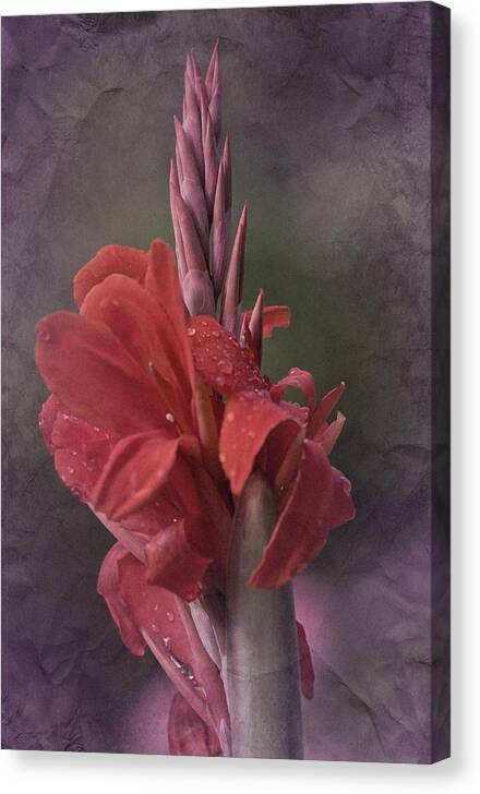 Cana Lily Canvas Print featuring the photograph Vintage Cana Lily #2 by Richard Cummings