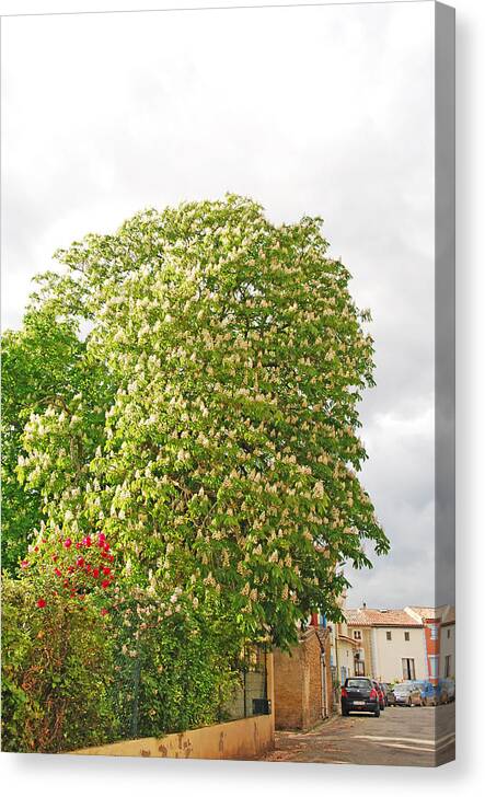 Ankya Klay Canvas Print featuring the photograph Chestnut Tree Abundance by Ankya Klay