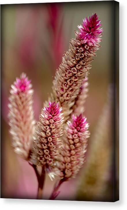 Flowers Canvas Print featuring the photograph Delicate Pink by Amanda Vouglas