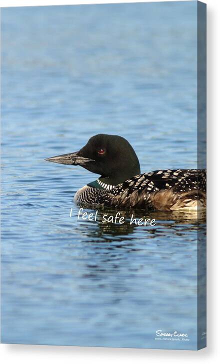  Canvas Print featuring the photograph Common Loon says I Feel Safe Here by Sherry Clark