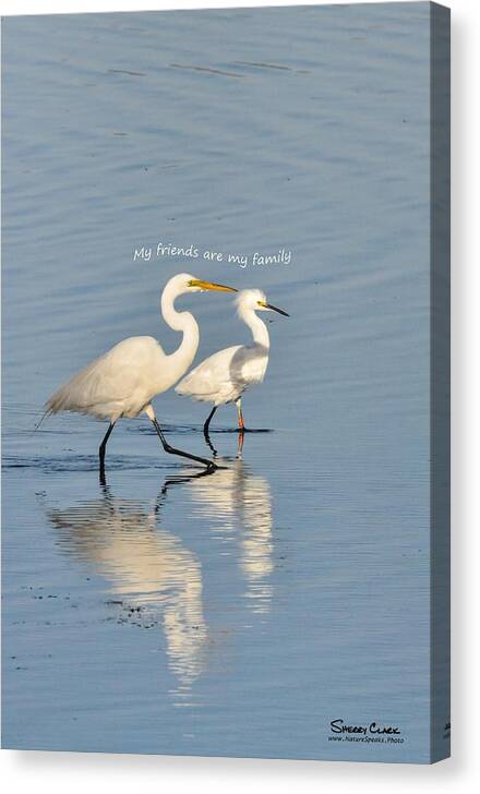  Canvas Print featuring the photograph Egrets say My Friends are My Family by Sherry Clark