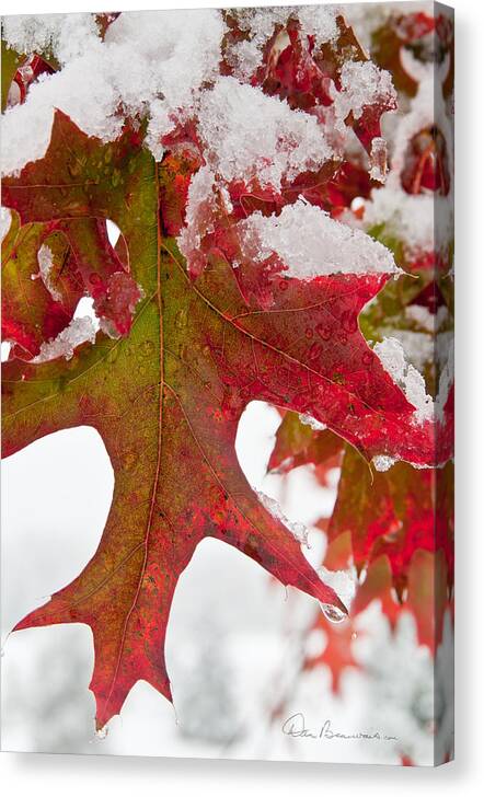 Christmas Canvas Print featuring the photograph Maple Leaf and Snow 7467 by Dan Beauvais