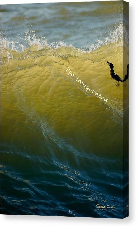  Canvas Print featuring the photograph Surf Scoter says I'm Invigorated by Sherry Clark