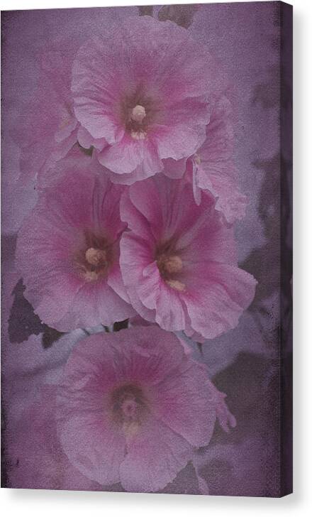 Pink Hollyhock Canvas Print featuring the photograph Vintage Hollyhock by Richard Cummings