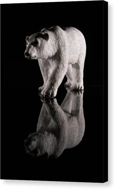 Black Background Canvas Print featuring the photograph Polar Bear Isolated #1 by Mike Fusaro