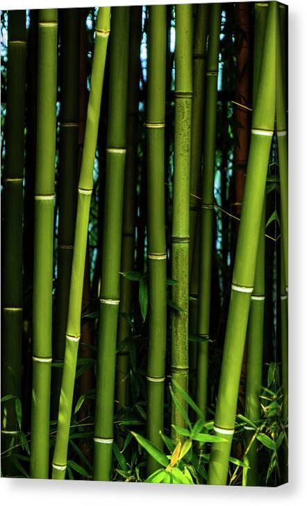 Bamboo Canvas Print featuring the photograph Bamboo II by Johnny Boyd