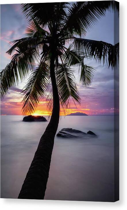 Palm Canvas Print featuring the photograph Palm tree by Erika Valkovicova