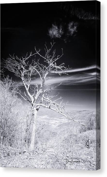 Skyline Drive Canvas Print featuring the photograph Sentinel of Little Hogback Overlook #3085 by Dan Beauvais