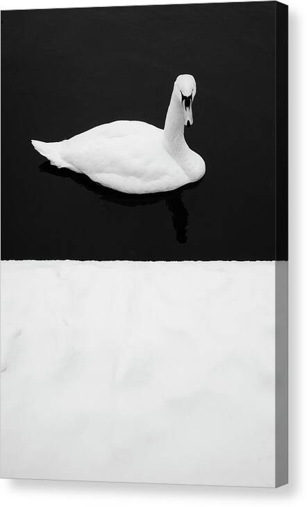 Black Canvas Print featuring the photograph Swan - Winter Minimalism by Martin Vorel Minimalist Photography