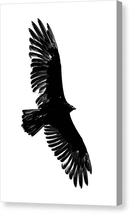 Deep Focus Canvas Print featuring the photograph Turkey Vulture by Mike Fusaro
